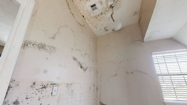 Best Mold Odor Removal Services  in Saks, AL