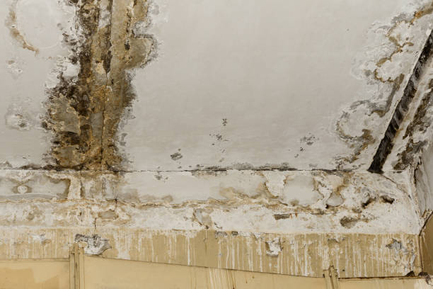 Best Asbestos and Lead Testing During Mold Inspection  in Saks, AL