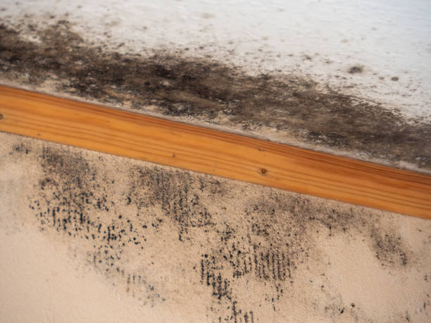 Best Basement Mold Removal  in Saks, AL
