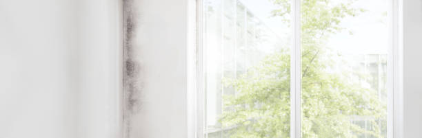 Best Water Damage & Mold Remediation  in Saks, AL
