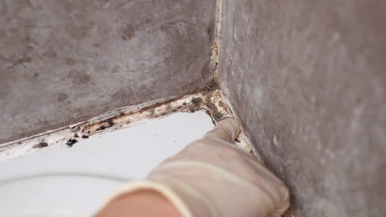 Best Industrial Mold Remediation  in Saks, AL